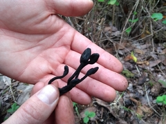 Trichoglossum hirsutum image
