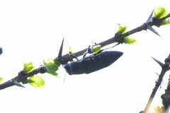 Lampetis auropunctata