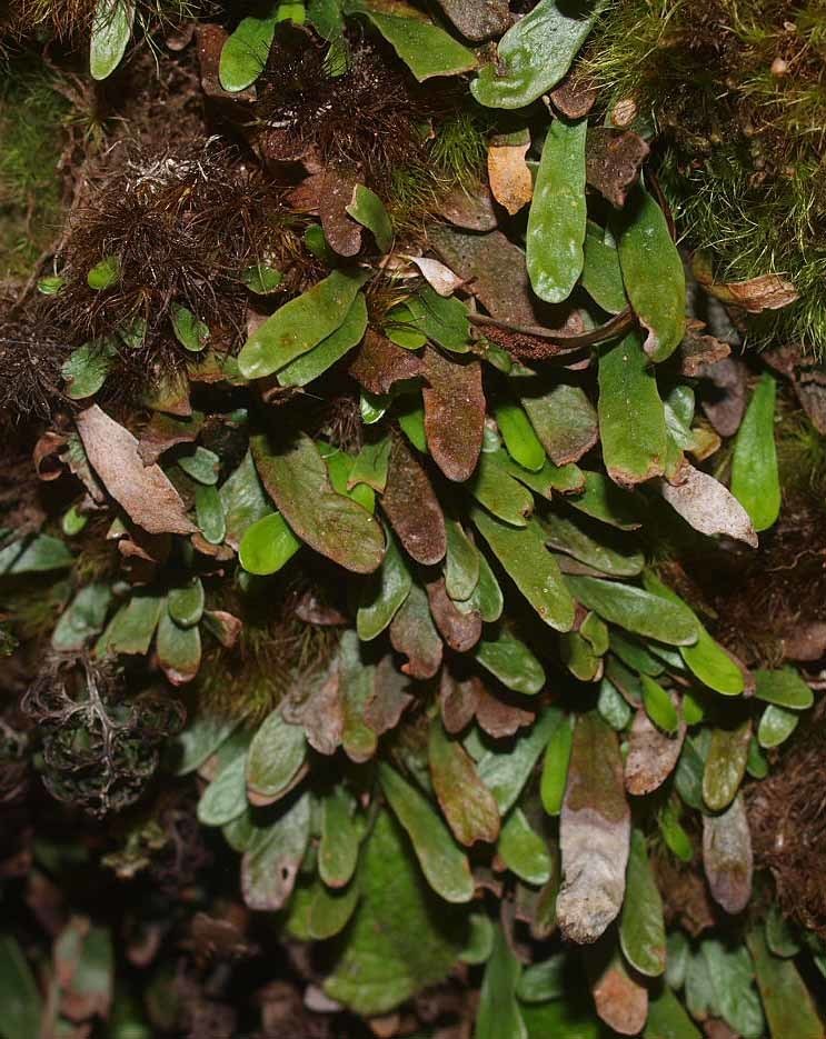 Strap fern