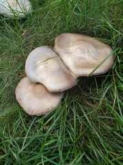 Agaricus xanthodermus