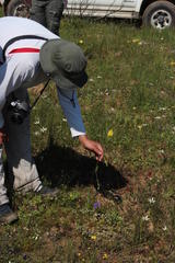 Ixia odorata odorata