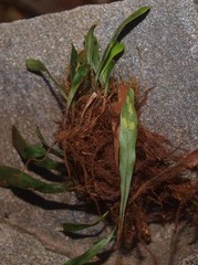 Notogrammitis givenii