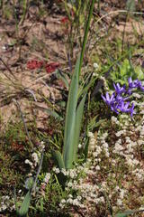 Ixia odorata odorata