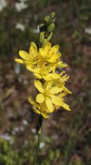 Ixia odorata odorata