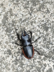Odontolabis cuvera sinensis