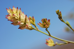 Dyerophytum africanum