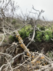 Polycauliona pollinarioides