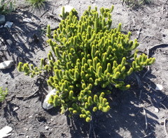 Aspalathus alopecurus