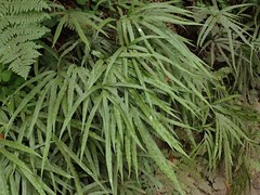 Pteris cretica