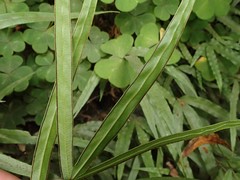 Pteris cretica