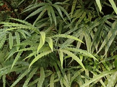 Pteris cretica