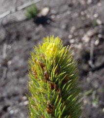 Aspalathus alopecurus