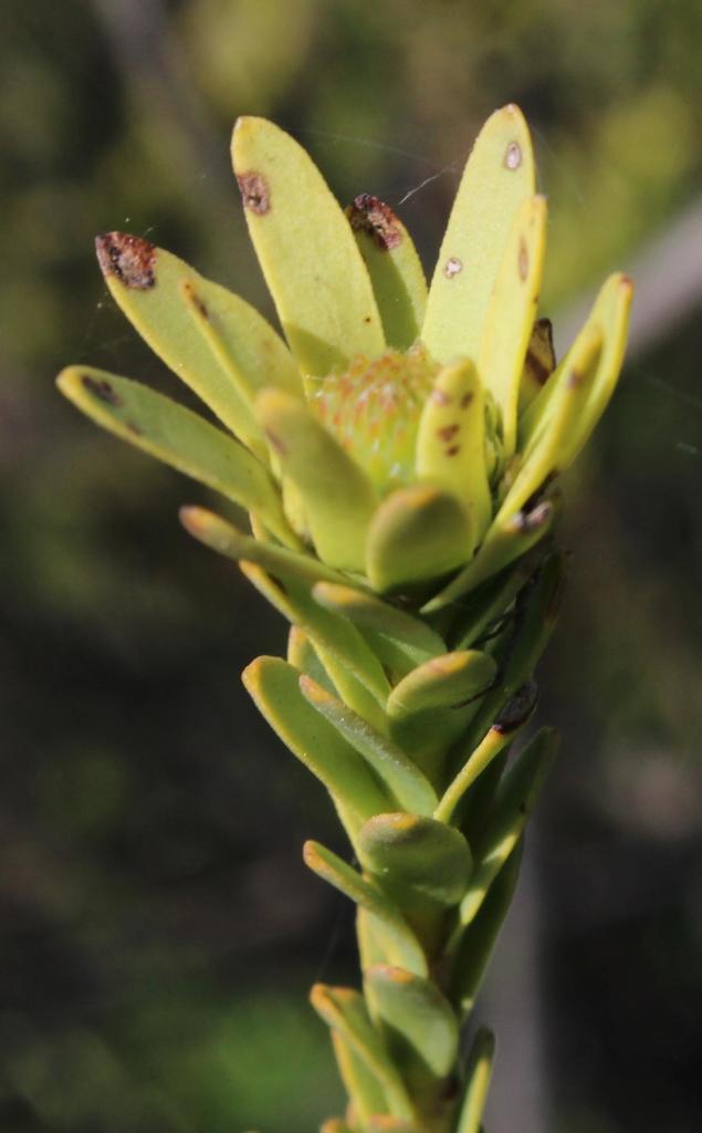 Star Conebush
