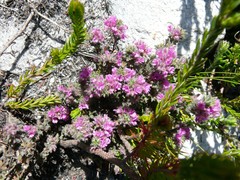 Indigofera glomerata