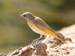 Conopophila rufogularis