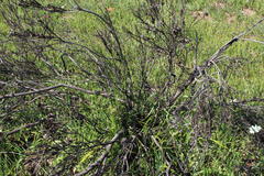 Leucadendron stellare