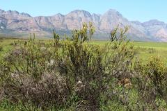 Leucadendron stellare