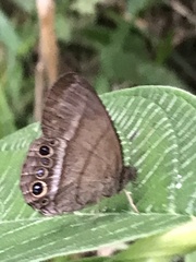 Yphthimoides maepius