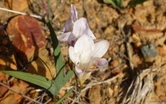 Freesia fucata