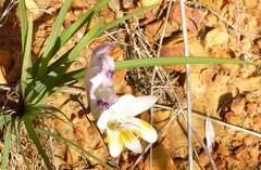 Freesia fucata