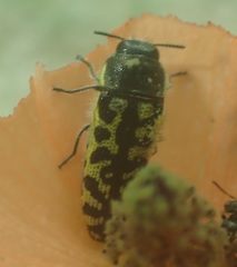 Acmaeodera solitaria
