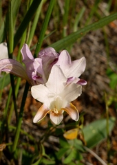 Freesia fucata
