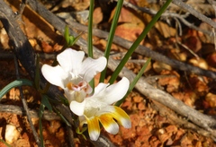 Freesia fucata