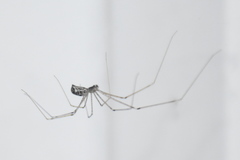 Holocnemus pluchei