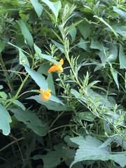Impatiens capensis