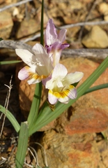 Freesia fucata