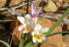 Freesia fucata