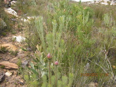 Leucadendron album