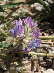 Oxytropis oreophila oreophila