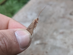 Onocosmoecus unicolor