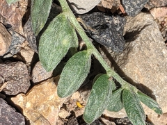 Oxytropis oreophila oreophila