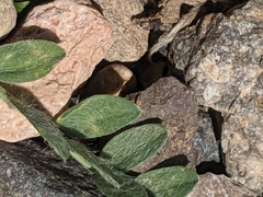 Oxytropis oreophila oreophila