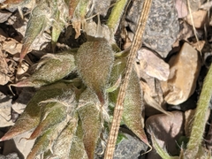 Oxytropis oreophila oreophila