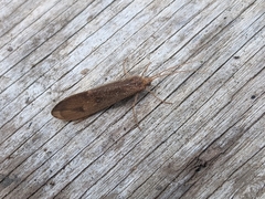 Onocosmoecus unicolor