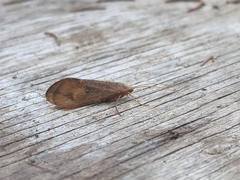 Onocosmoecus unicolor