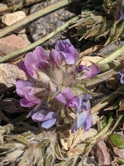 Oxytropis oreophila oreophila