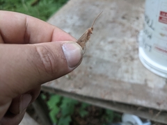 Onocosmoecus unicolor