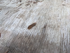 Onocosmoecus unicolor