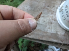 Onocosmoecus unicolor