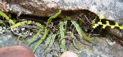 Gleichenia polypodioides
