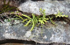 Gleichenia polypodioides
