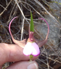 Disperis capensis capensis