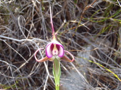 Disperis capensis capensis