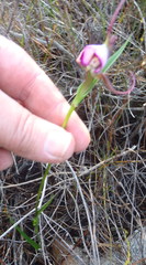 Disperis capensis capensis