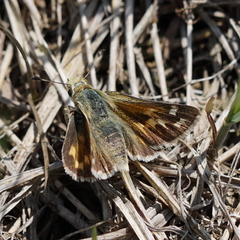 Hesperia assiniboia