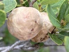 Andricus vacciniifoliae